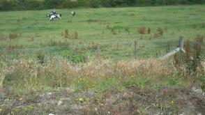 Plot with PP for sale, Ruthven near Coldstream photo