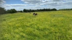 Land for sale in Doddington photo