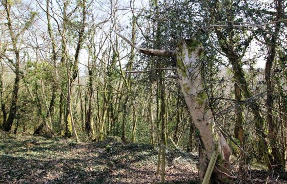Under Offer, Land for sale in Gunnislake photo