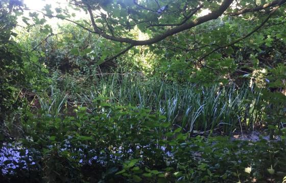 Plot with PP for sale in Hacheston photo