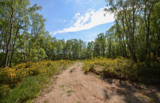 Land for sale in Nairn photo