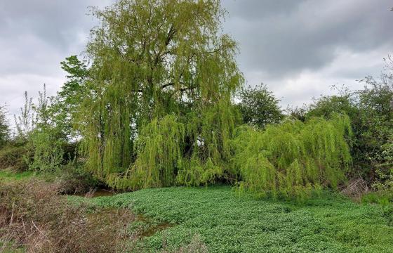 Plot with PP for sale in Hockliffe photo