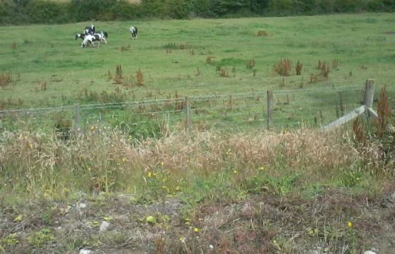 Plot with PP for sale, Ruthven near Coldstream photo