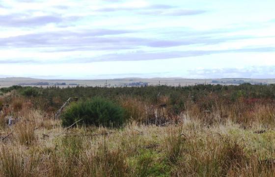 Plot with PP for sale in Gills photo
